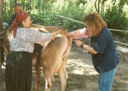 Suni tohumlama yap?lan bir inek
